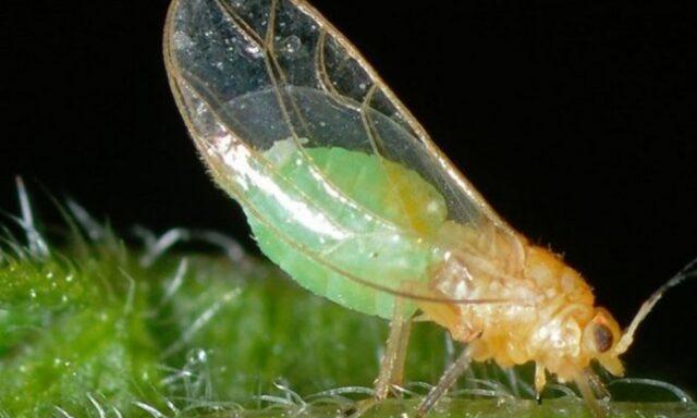 Carrot pests and control