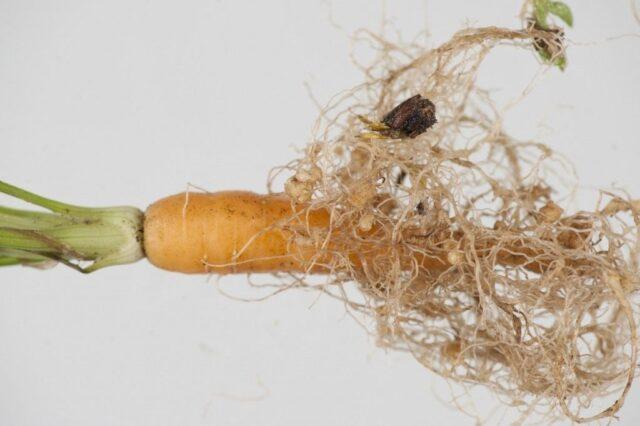 Carrot pests and control