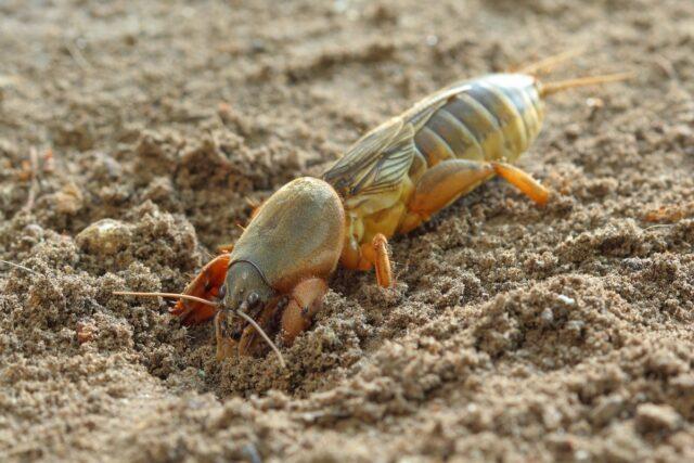 Carrot pests and control