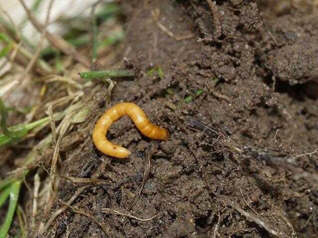 Carrot pests and control