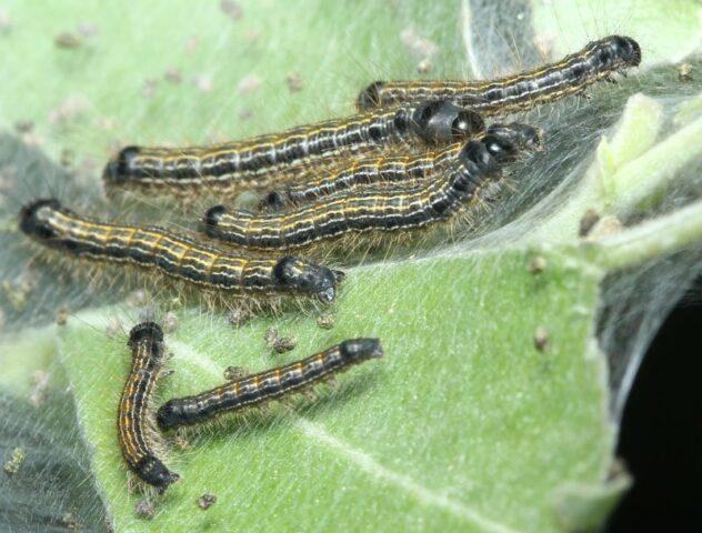 Carrot pests and control