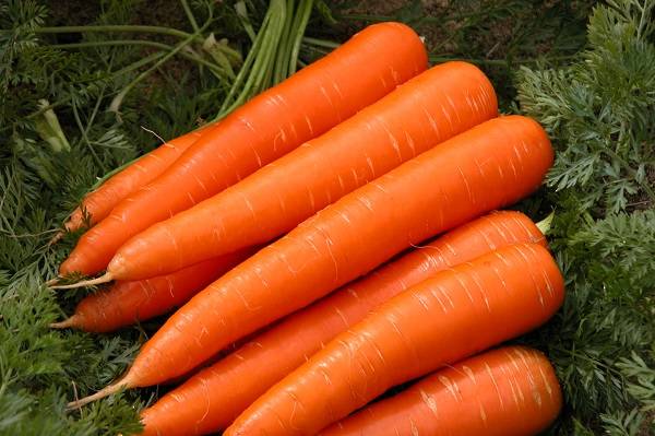 Carrot Queen of Autumn