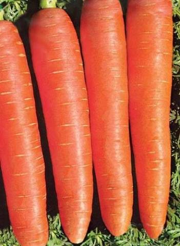 Carrot Queen of Autumn