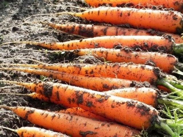 Carrot Queen of Autumn