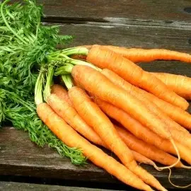 Carrot Queen of Autumn