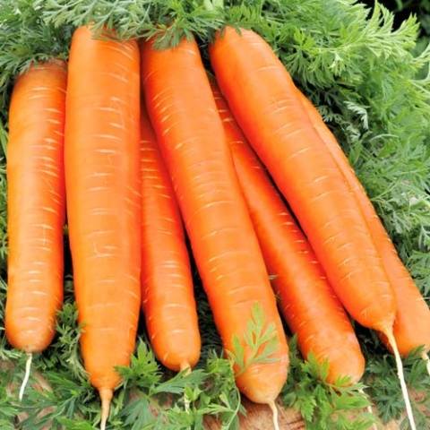 Carrot Red Giant