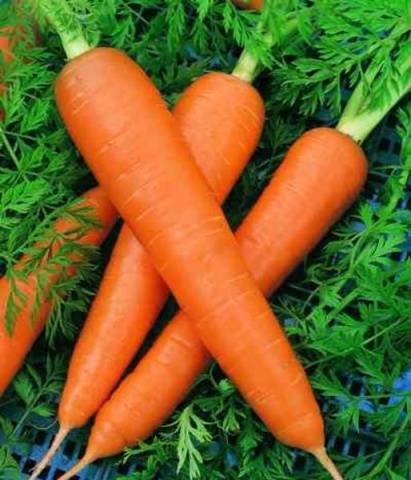 Carrot Red Giant