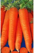 Carrot Red without core