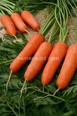 Carrot Red without core