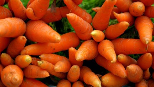 Carrot varieties