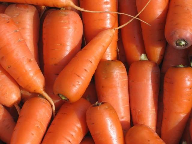 Carrot varieties