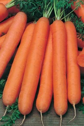 Carrot varieties