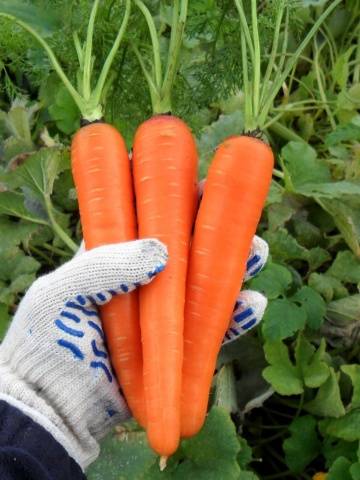 Carrot varieties