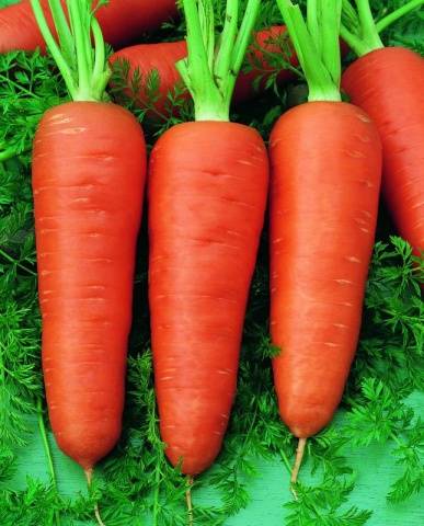 Carrot varieties