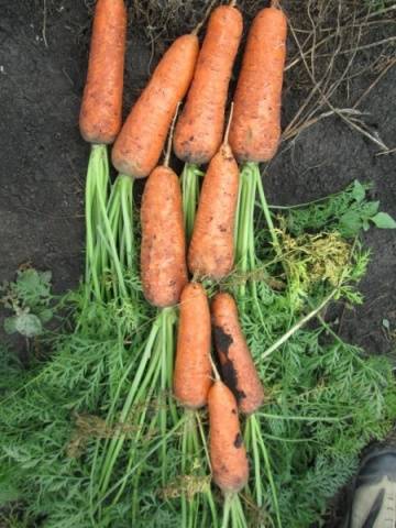 Carrot varieties