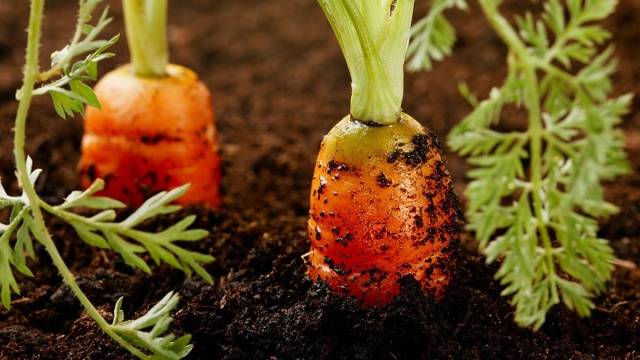 Carrot varieties