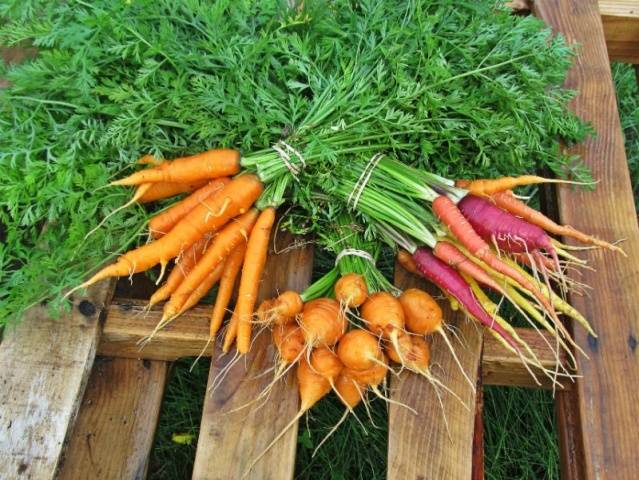 Carrot varieties