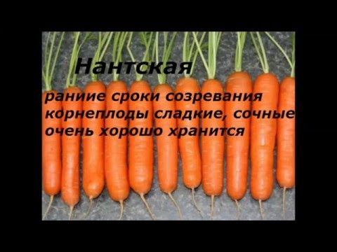 Carrot varieties