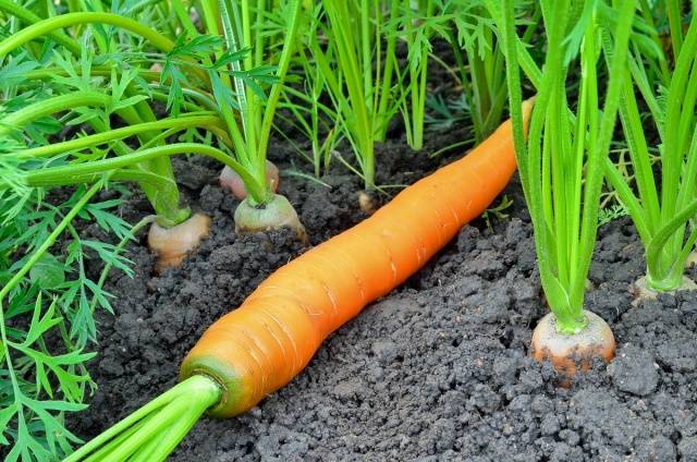 Carrot varieties