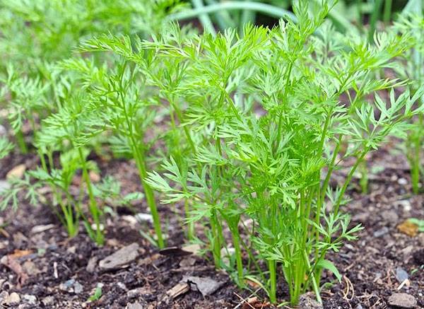 Carrot varieties