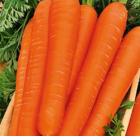 Carrot varieties