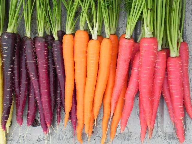 Carrot varieties