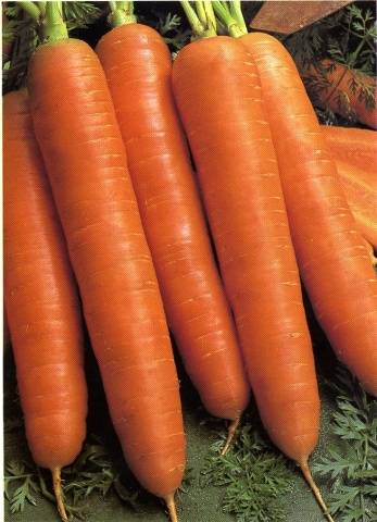 Carrot varieties