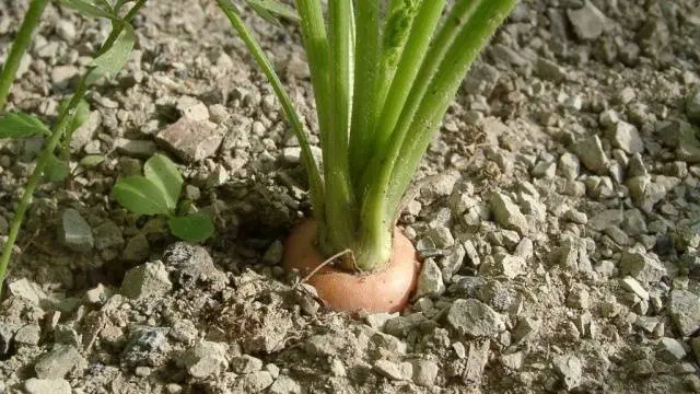 Carrot varieties with a blunt end