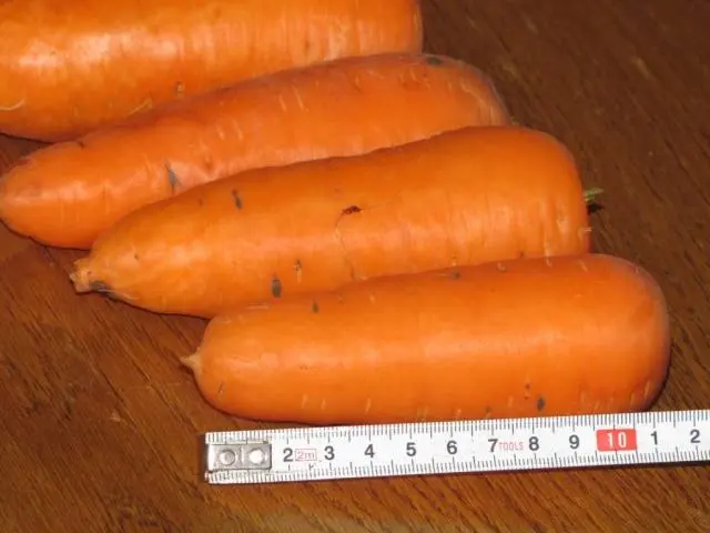 Carrot varieties with a blunt end