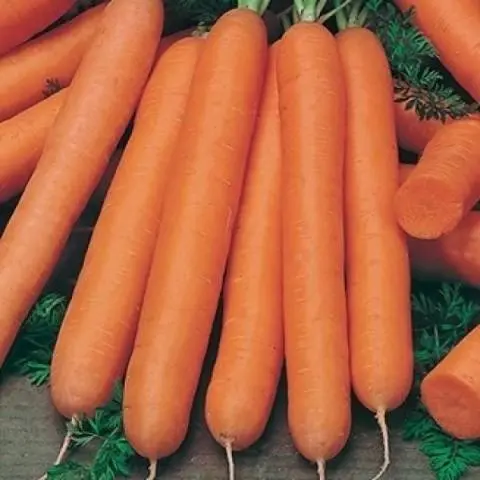 Carrot varieties with a blunt end