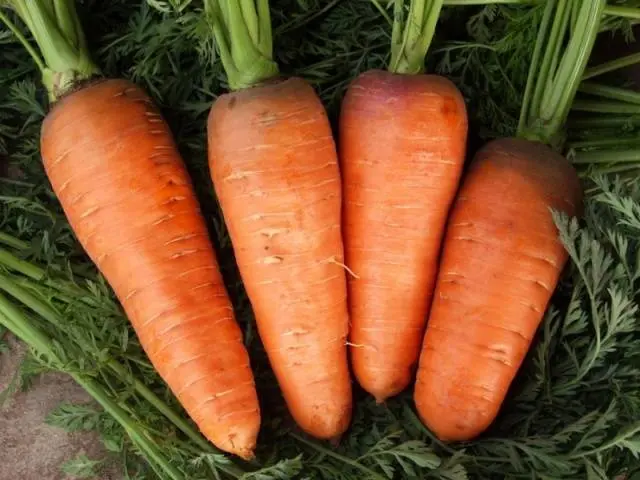 Carrot varieties with a blunt end