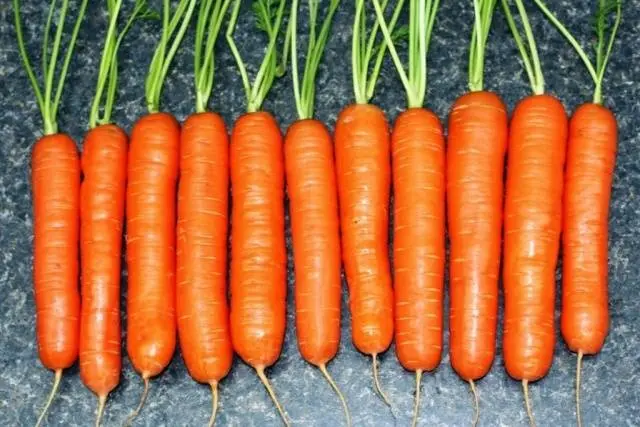 Carrot varieties with a blunt end