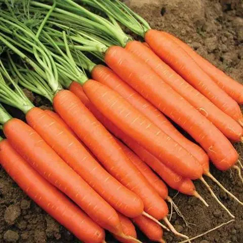 Carrot varieties with a blunt end