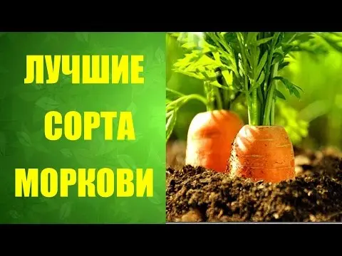 Carrot varieties with a blunt end