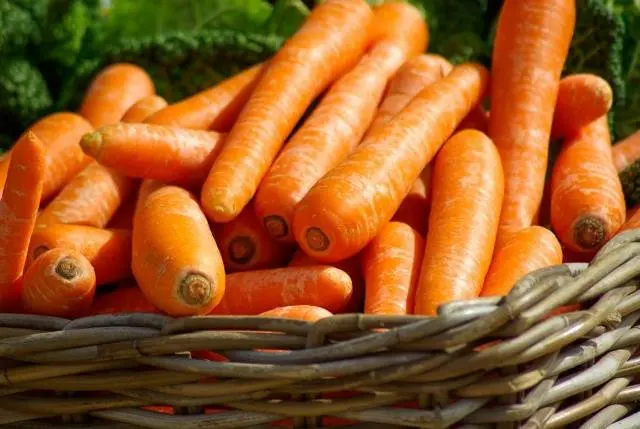 Carrot varieties with a blunt end