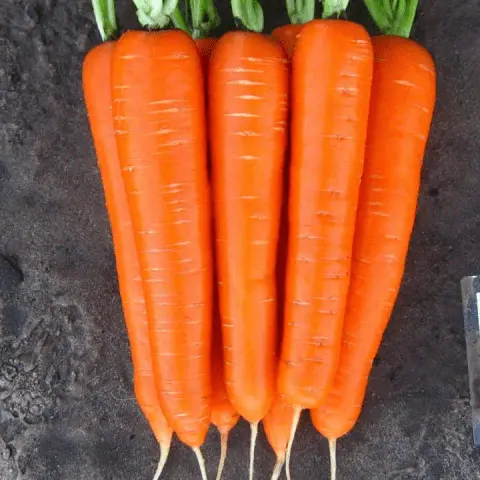 Carrot varieties with a blunt end