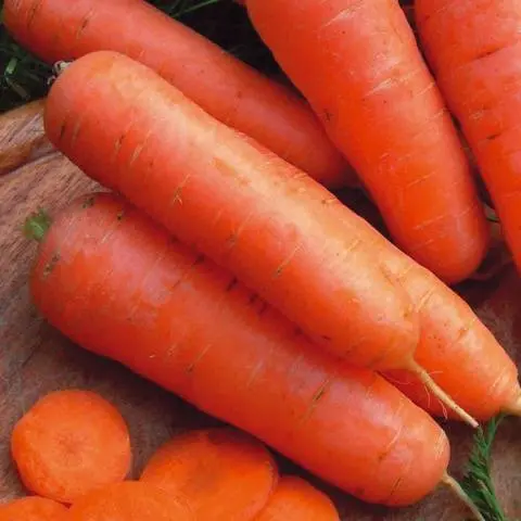 Carrot varieties with a blunt end