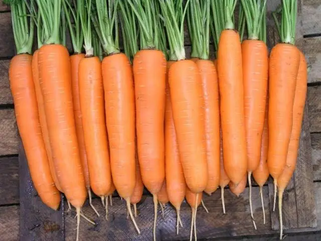 Carrot varieties with a blunt end