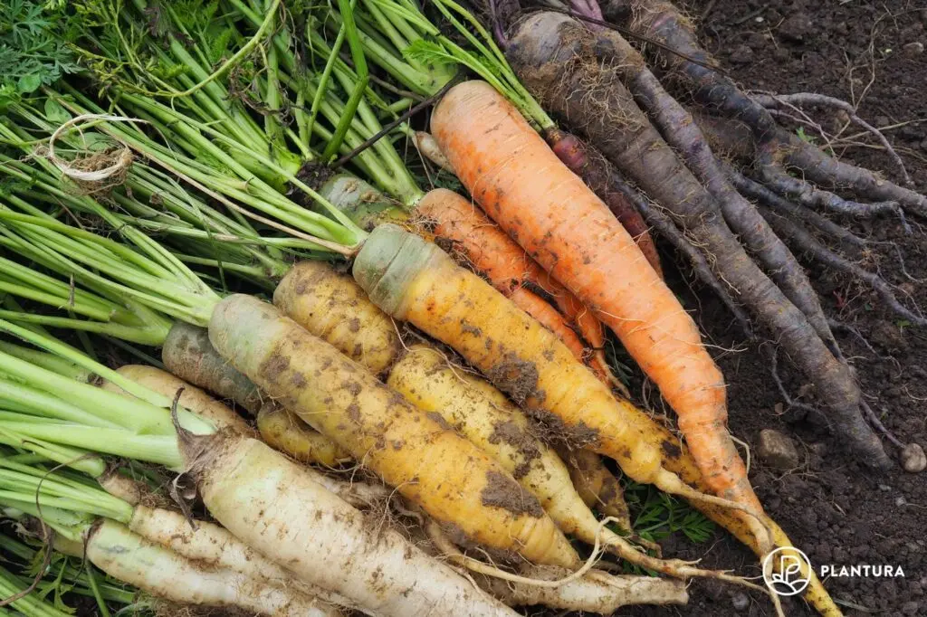 Carrot varieties with a blunt end