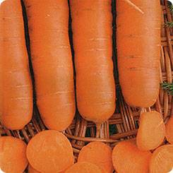 Carrot varieties without core