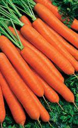 Carrot varieties without core