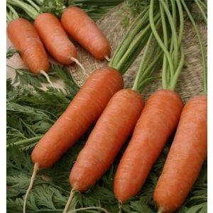 Carrot varieties without core