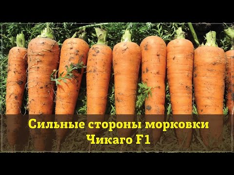 Carrot varieties without core