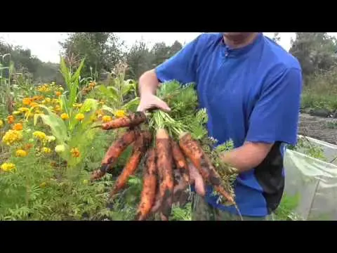 Carrot varieties without core