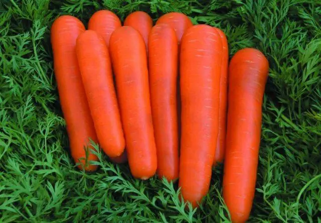 Carrot variety Childrens sweetness: description, photos and reviews