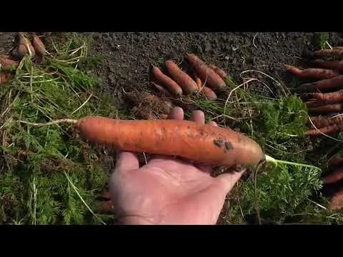 Carrot variety Childrens sweetness: description, photos and reviews