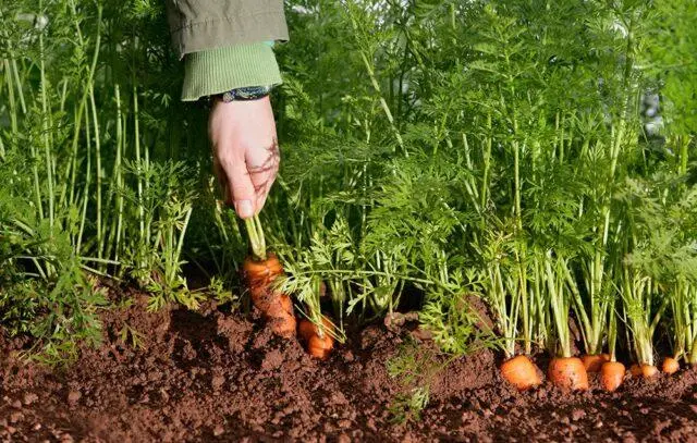 Carrot variety Childrens sweetness: description, photos and reviews