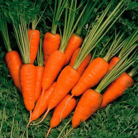 Carrot variety Karotel: description, photos and reviews