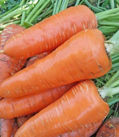 Carrot variety Moscow winter A 515: description, photos and reviews