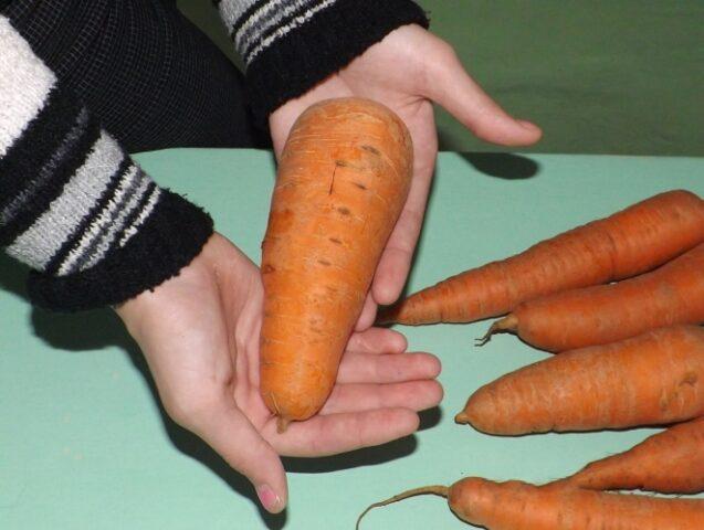 Carrot variety Moscow winter A 515: description, photos and reviews